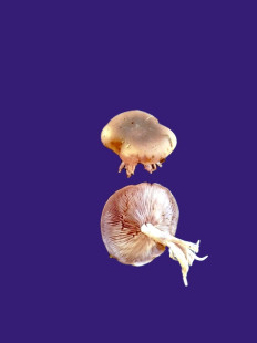 Гриб из Kavala