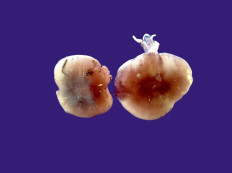 Гриб из Kavala