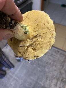 Гриб из Симферополь