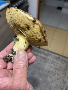 Гриб из Симферополь