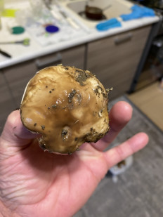 Гриб из Симферополь