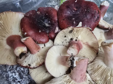 Гриб из Ситубал Протугалия