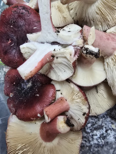 Гриб из Ситубал Протугалия