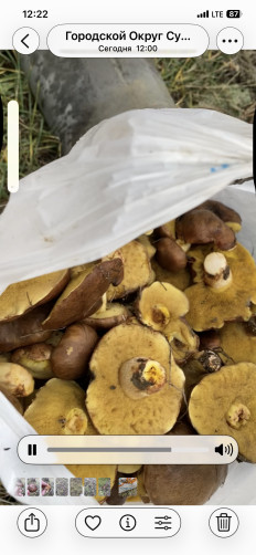 Гриб из Симферополь