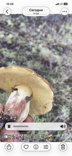 Гриб из Симферополь