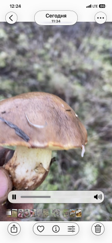 Гриб из Симферополь