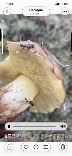 Гриб из Симферополь