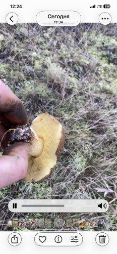 Гриб из Симферополь