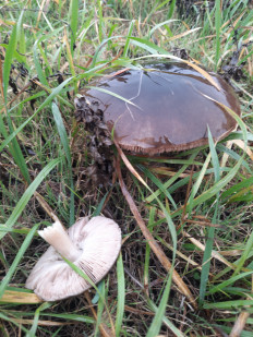 Гриб из Ростовская область, хутор Ленина