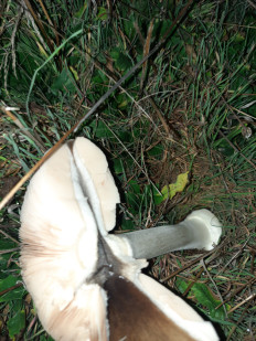 Гриб из Ростовская область, хутор Ленина