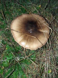 Гриб из Ростовская область, хутор Ленина