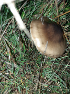 Гриб из Ростовская область, хутор Ленина