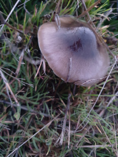 Гриб из Ростовская область, хутор Ленина