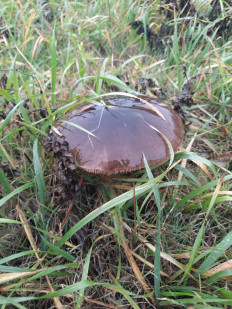 Гриб из Ростовская область, хутор Ленина