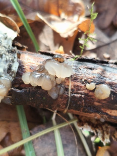 Гриб из Moscow