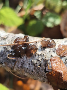 Гриб из Moscow