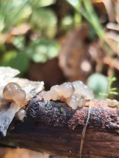 Гриб из Moscow