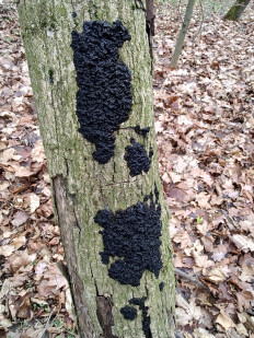 Гриб из Москва