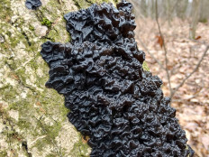 Гриб из Москва