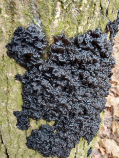 Гриб из Москва