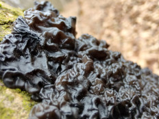 Гриб из Москва