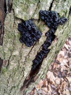 Гриб из Москва