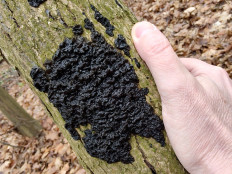 Гриб из Москва