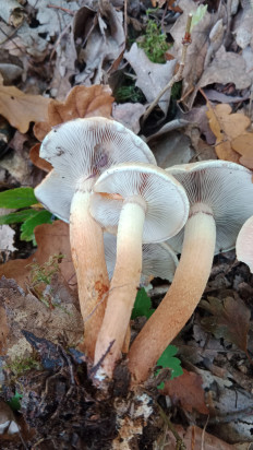 Гриб из Бероун