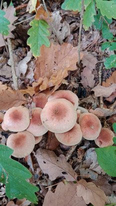 Гриб из Бероун