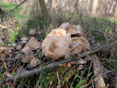 Гриб из Цимлянск