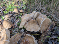 Гриб из Цимлянск