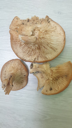 Гриб из Волгоградская обл.