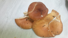 Гриб из Волгоградская обл.