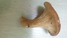 Гриб из Волгоградская обл.