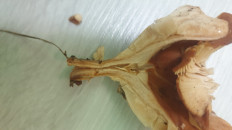 Гриб из Волгоградская обл.