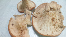 Гриб из Волгоградская обл.