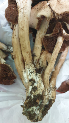 Гриб из Волгоградская обл.