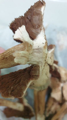 Гриб из Волгоградская обл.