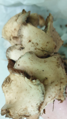 Гриб из Волгоградская обл.