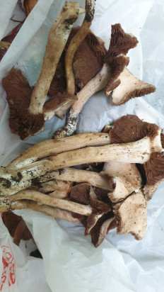 Гриб из Волгоградская обл.