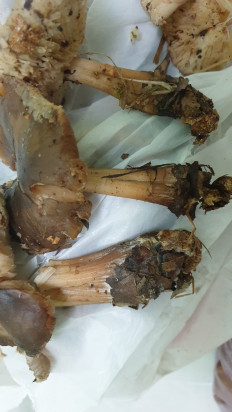 Гриб из Волгоградская обл.