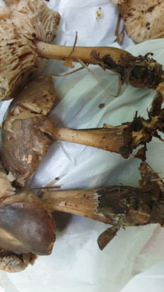 Гриб из Волгоградская обл.