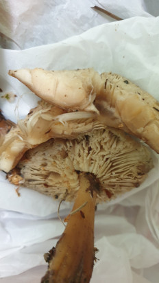 Гриб из Волгоградская обл.