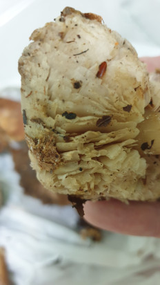 Гриб из Волгоградская обл.