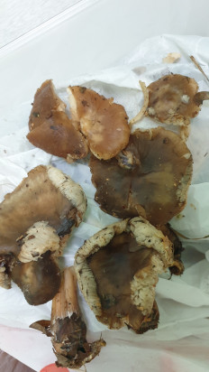 Гриб из Волгоградская обл.