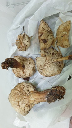 Гриб из Волгоградская обл.