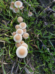 Гриб из Днестровск