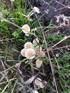 Гриб из Днестровск