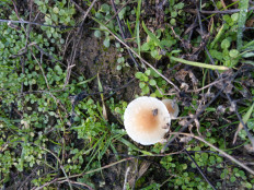 Гриб из Днестровск