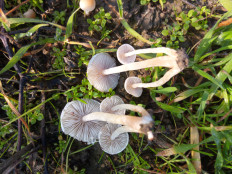 Гриб из Днестровск